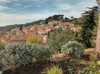 Randonnée Marche Bormes-les-Mimosas - ND de Constance, Bormes les Mimosas, 26-01-24  - Photo