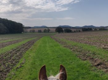 Trail Horseback riding Lichtenberg - 2019-10-13 Rando CVA Lichtenberg vers Weiterswiller - Photo