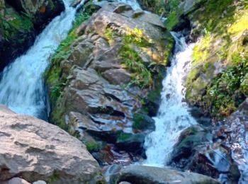 Trail Walking Le Tholy - cascades et hêtre de la vierge  - Photo