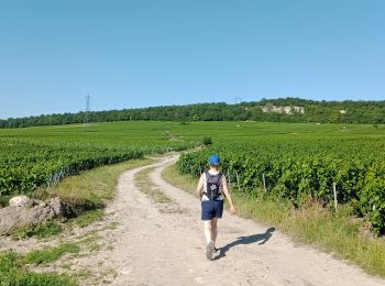 Tour Wandern Blancs-Coteaux - Vertus du 25-06-2023 - Photo