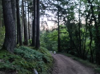 Trail Walking Auzon - petite balade du soir - Photo