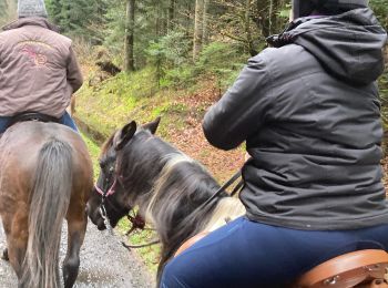 Trail Horseback riding Moyenmoutier - Christophe yoigo malfosse  - Photo