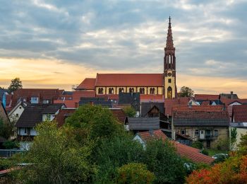 Tour Zu Fuß Waibstadt - Rundwanderweg Waibstadt 4: Rainberg-Weg - Photo