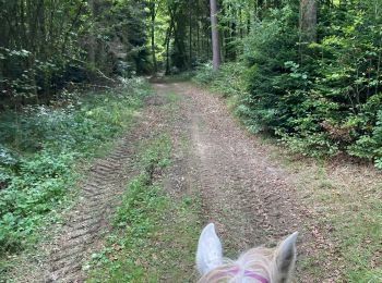 Trail Horseback riding Saint-Martin - Moi Vispa tranquille  - Photo