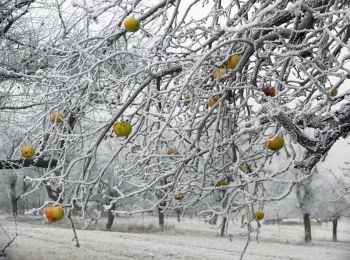 Percorso A piedi Mönchberg - Ortswanderweg Mönchberg 2 - Photo