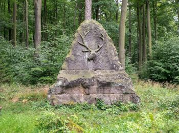 Percorso A piedi Bad Driburg - Jugendwanderweg Hagebuttenrunde - Photo