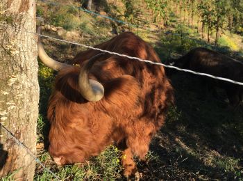 Tour Wandern Saint-Péray - St Peray - Photo