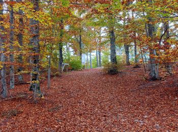 Percorso Marcia Aurel - Couleurs d'automne au Ventouret - Photo