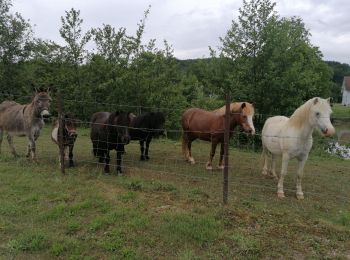 Tour Wandern Héricourt - 9 6 2020 Bussurel  - Photo