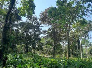 Trail Walking Cahuita - Parc Cahuita - Photo