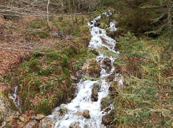 Trail Walking Bussang - camping du champé cascade de l'ours - Photo