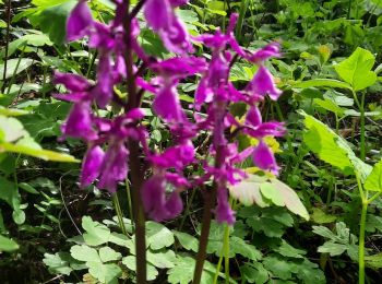 Trail Walking Barraux - variante cairns lilipuciens - Photo