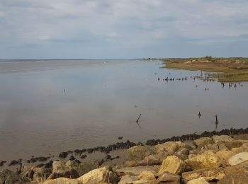 Tocht Stappen Audenge - Audenge - Tour du domaine de Graveyron - Photo