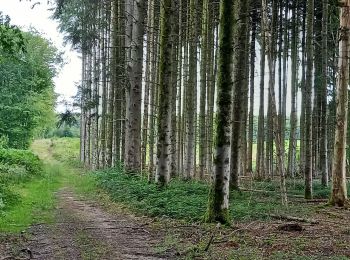 Trail Walking Saint-Phal - Chenu Vosnon 33km le 29.07.2021 - Photo