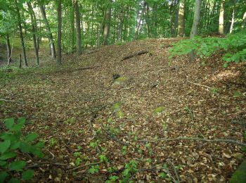 Tocht Te voet Fischbachtal - Rundwanderweg Pfad der Geschichten - Photo