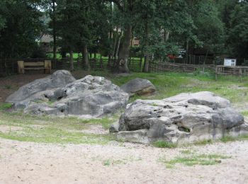 Percorso A piedi Zonhoven - De Teut Groene rechthoek - Photo