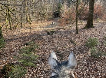 Trail Horseback riding Habay - Marbehan côté Thibessart - Photo