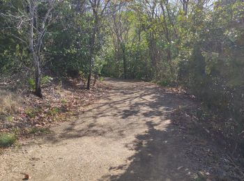 Trail Walking La Trinité - Presqu'île de la caravelle  - Photo