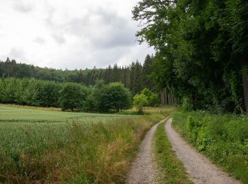 Trail On foot Beverungen - Weserhöhen-Wanderung 