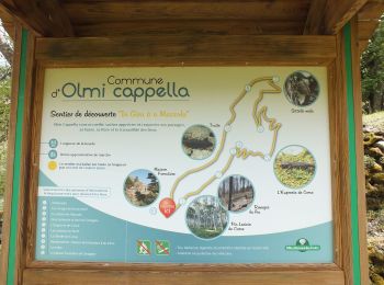 Randonnée Marche Olmi-Cappella - Sentier découverte dans la forêt de Tartagine - Photo