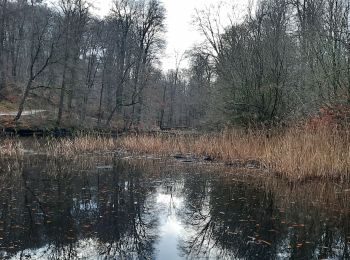 Trail Walking Watermael-Boitsfort - Watermaal-Bosvoorde - Forêt de Soignes - Photo