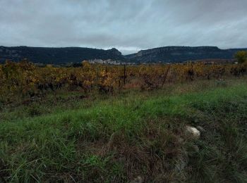 Randonnée Marche Corconne - Corconne vignes garrigue oliveraies  - Photo