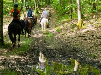 Trail Equestrian Libin - Chevauchée des vallées sauvages  - Photo