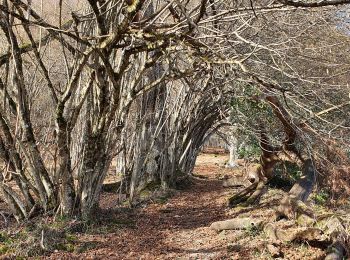 Trail Walking Salsein - Cabane et pic de l'Arraing depuis Salsein - Photo