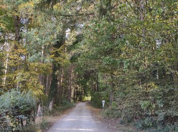 Randonnée Marche Marche-en-Famenne - Champlon - Boucle qui alterne sous-bois et vues dégagées à 360°. Larges sentiers caillouteux et un peu de macadam.  - Photo