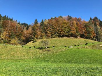 Tocht Te voet Fischenthal - Orüti-Grossegg - Photo