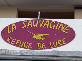 Excursión Senderismo Saint-Étienne-les-Orgues - SAINT ÉTIENNE LES ORGUES  , Lure , les Charbonniers , les Chaumettes , crêtes de Lure o l s - Photo