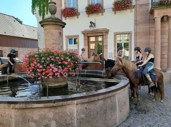 Trail Horseback riding Bergheim - Ribeauvillé-Orbey - Photo