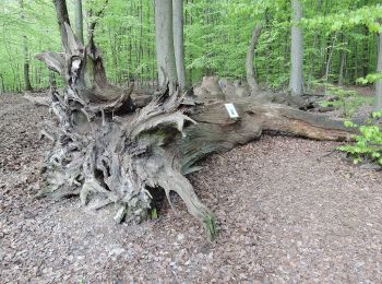 Randonnée A pied Inconnu - Rundwanderweg Pilz - Photo