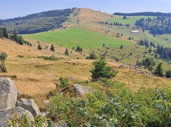 Tour Wandern Luttenbach-près-Munster - Petit Ballon - Steinberg en boucle - Photo