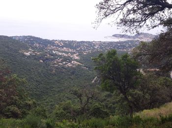 Tour Wandern Cogolin - les hauts de Cavalaire - Photo