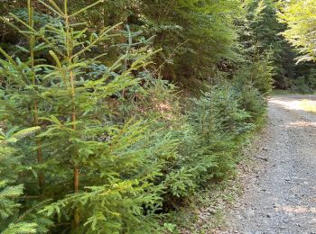 Trail Walking Saint-Sauveur-Camprieu - Camprieu Peyre mâle - Photo