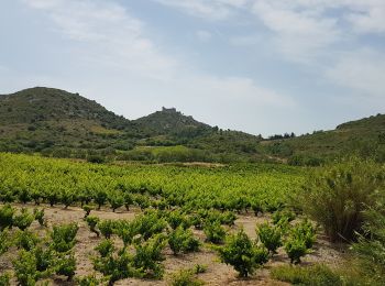 Tocht Fietstoerisme Leucate - Leucate - Cucugnan - Photo