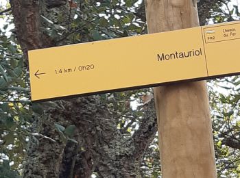 Tour Wandern Montauriol - suite - Photo