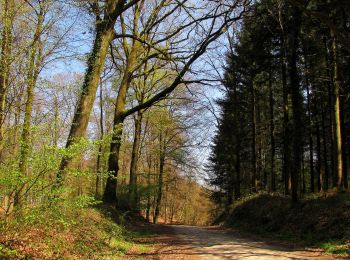 Tocht Stappen Longpont - en forêt de Retz_77_Longpont_Puiseux en Retz_AR - Photo