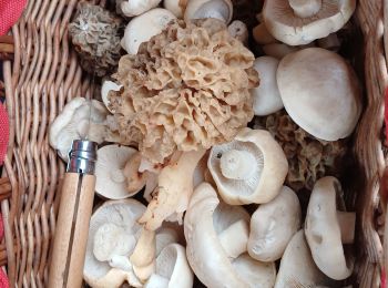 Tocht Stappen Gex - morilles et st georges - Photo