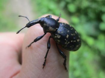 Randonnée A pied Naas - Wanderweg 18 - Photo