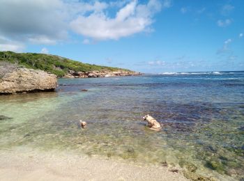 Tocht Stappen Saint-François - Baie Olive - Morne Caraïbe 3 - Photo