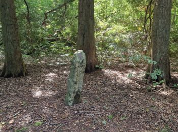 Randonnée Marche Crécy-en-Ponthieu - Forêt de Crécy-en-Ponthieu - Photo