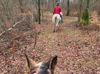 Trail Horseback riding Saint-Martin - Tivio kaline changer au milieu  - Photo