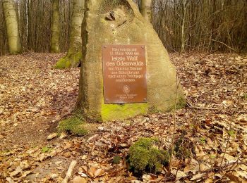 Trail On foot Eberbach - Rundwanderweg Breitenstein 4: Wolfs-Weg - Photo
