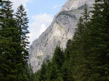 Tour Zu Fuß Wildalpen - Riegerin-Steig - Photo