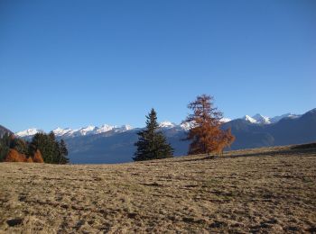 Percorso A piedi Tesero - Sentiero forestale Cucal - Photo