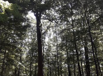 Tocht Stappen Belforêt-en-Perche - le chêne de l'école - Photo