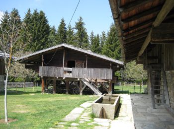 Percorso A piedi Mauth - Waldschaf · Šumavská ovce - Photo