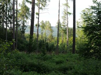 Randonnée A pied Oberursel - Keltenrundwanderweg - Photo